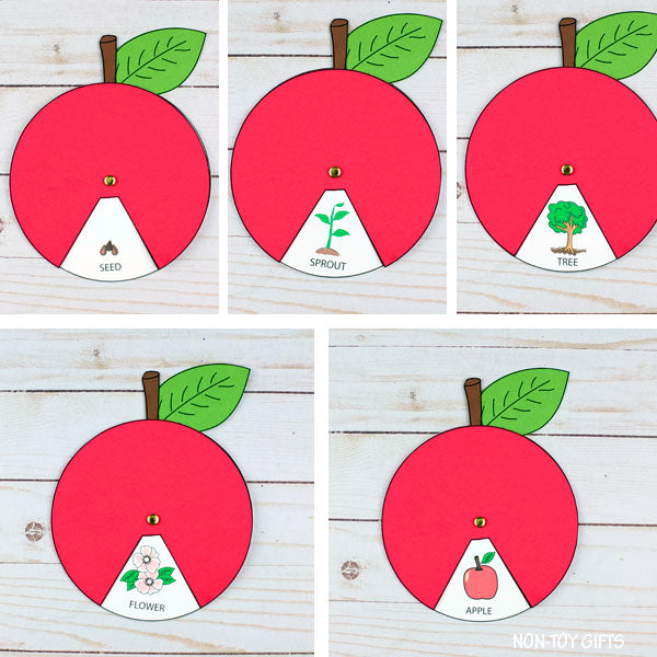 Apple Life Cycle Craft