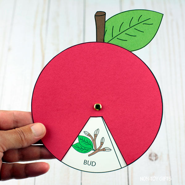 Apple Life Cycle Craft