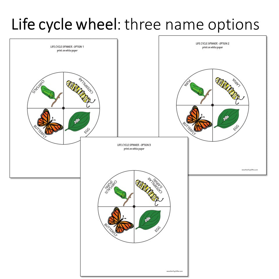 Butterfly Life Cycle Craft And Activity